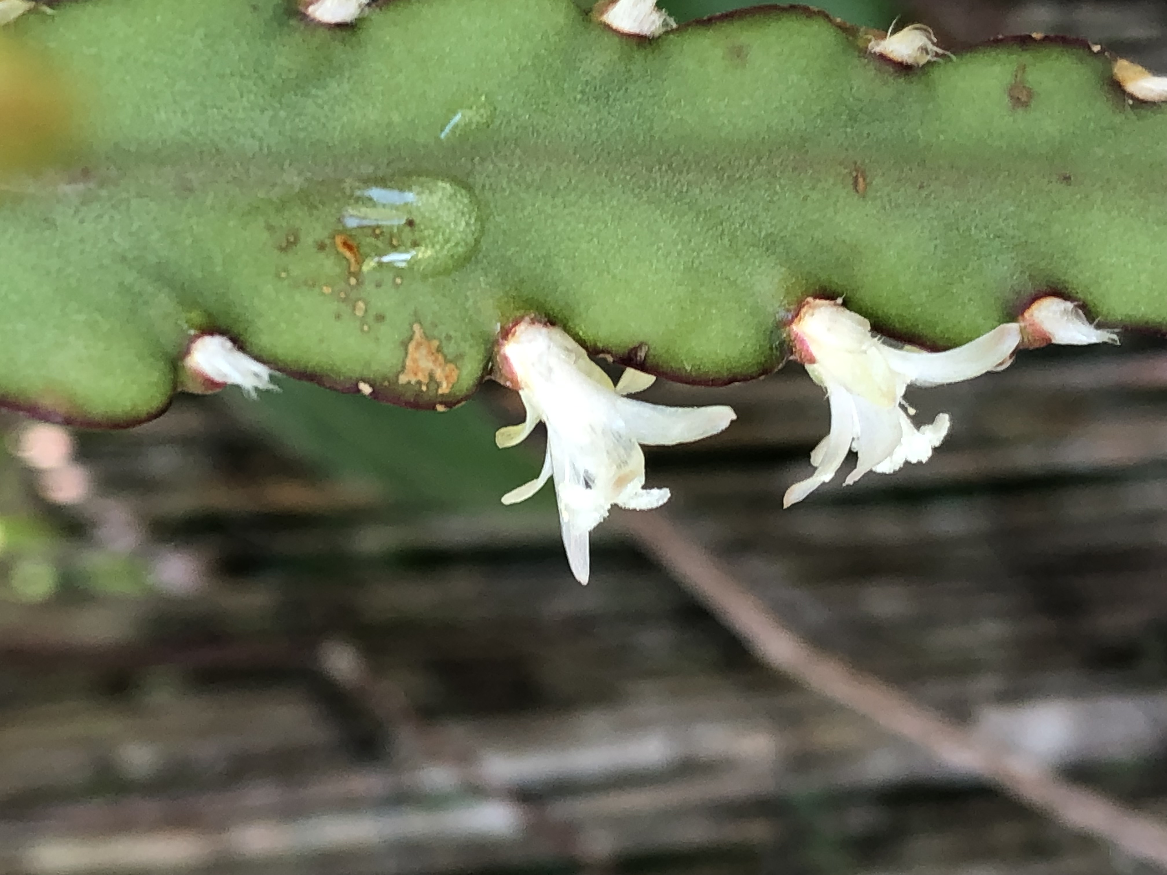 http://www.cloudjungle.com/cloudjungle/cactaceae/lepismium/lepismium cruciforme hans wieler flower.jpeg